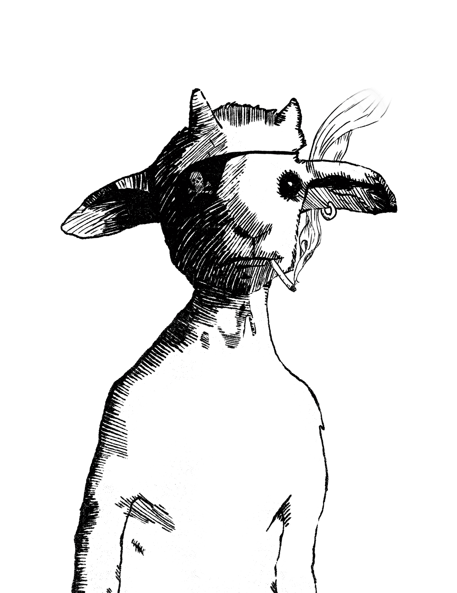 Cabrita Illustration
